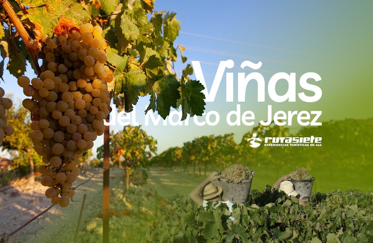 Imagen sobre Experience in 4x4 through the vineyards of the Marco de Jerez during the Harvest