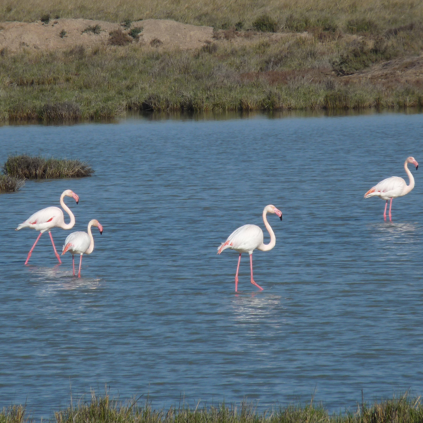 4x4 route through the marshes of the Guadalquivir - Doñana Natural Park 0 - Rutasiete