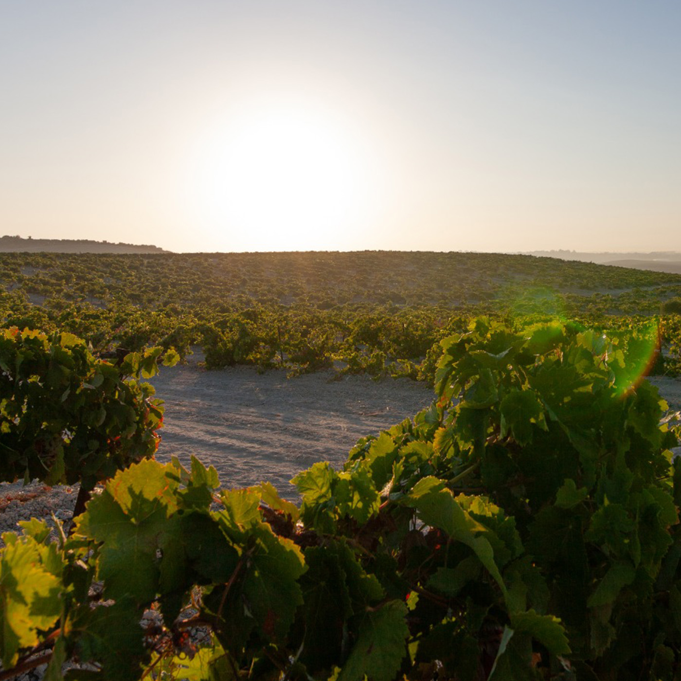 4x4 route through the vineyards of the Jerez area and winery 3 - Rutasiete