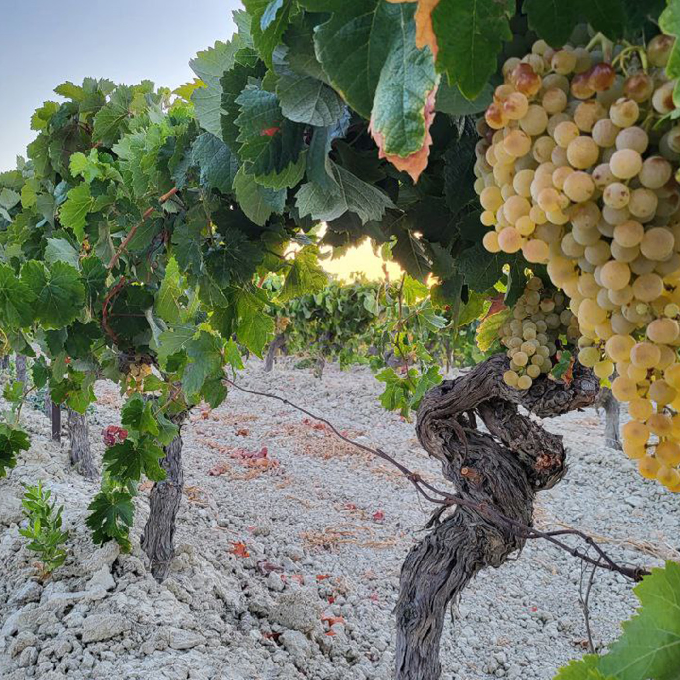 4x4 route through the vineyards of the Jerez area and winery 4 - Rutasiete