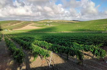 4x4 route through the vineyards of the Jerez area - Rutasiete