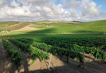4x4 route through the vineyards of the Jerez area - Rutasiete