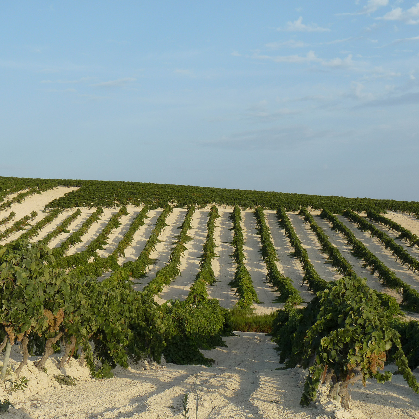 4x4 route through the vineyards of the Jerez area 0 - Rutasiete