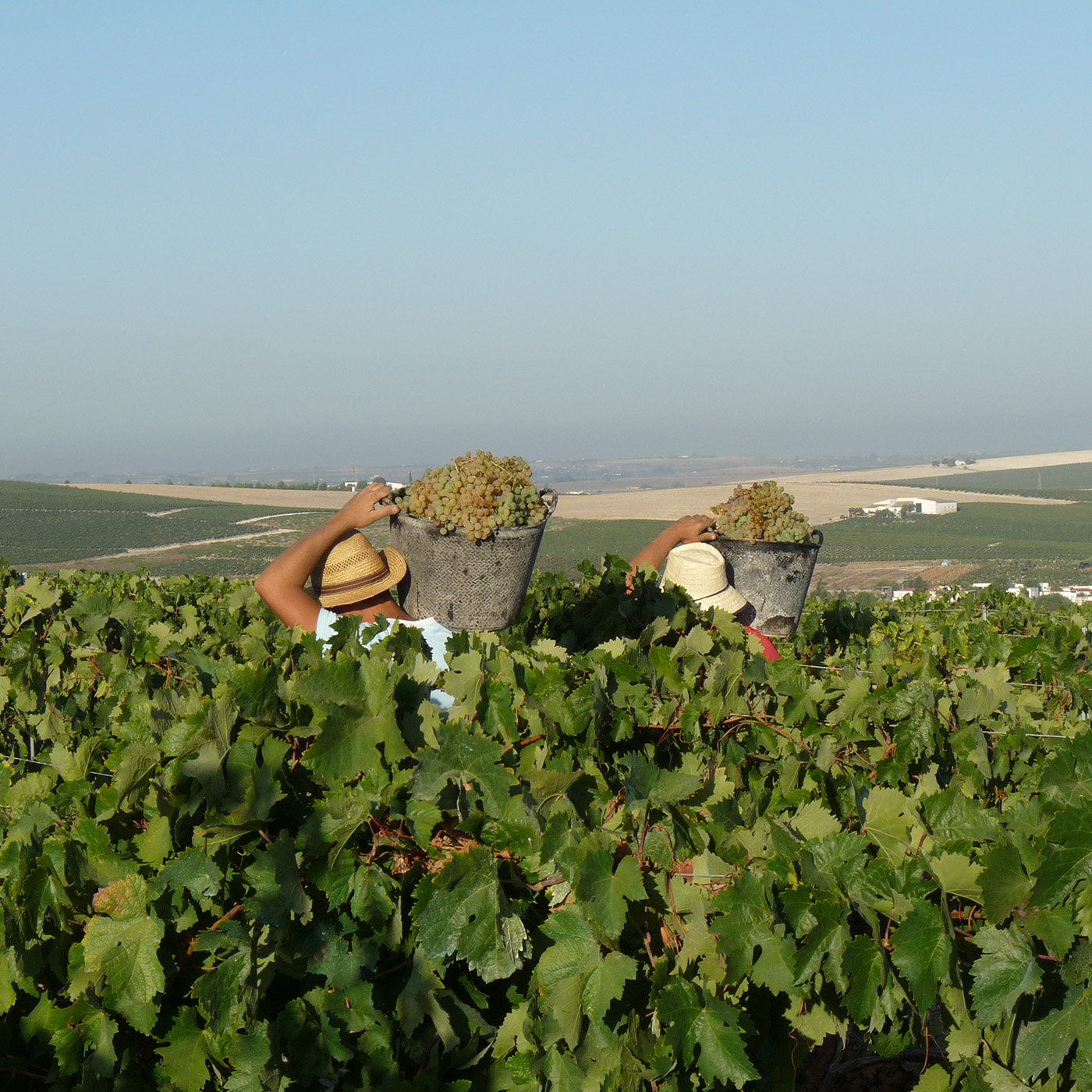 4x4 route through the vineyards of the Jerez area 3 - Rutasiete